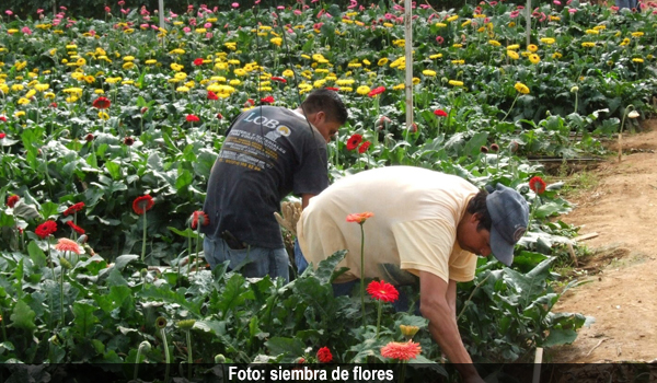 cultivos