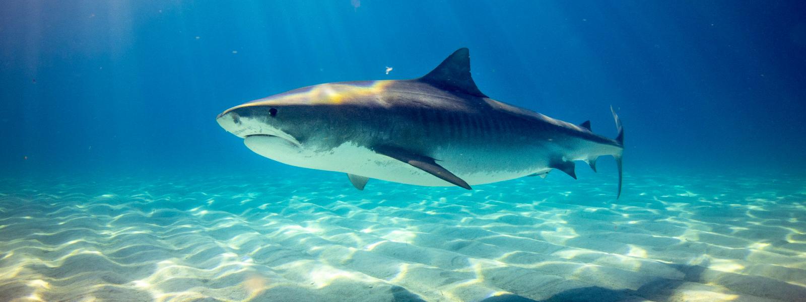 Tiburones en Colombia