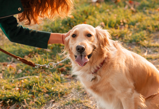 Mujer y perro 