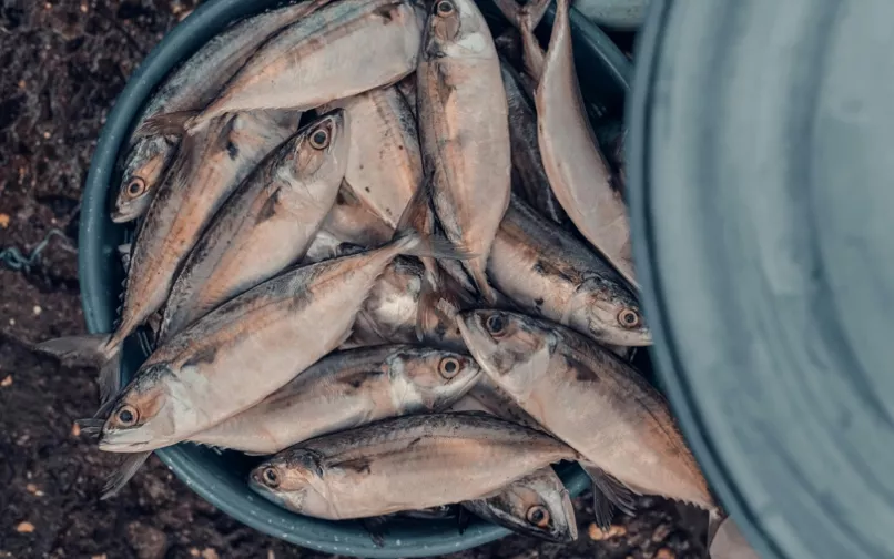 pescados en río magdalena