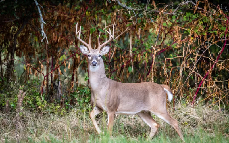 venado cola blanca