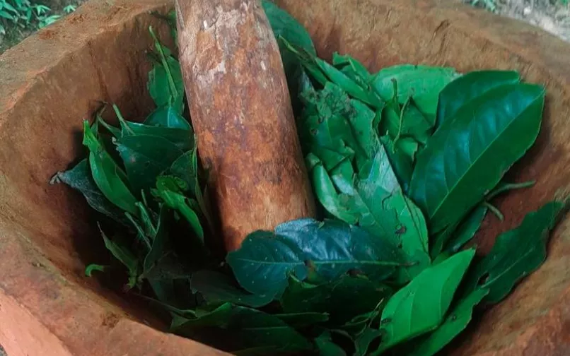 Preparación del Yagé