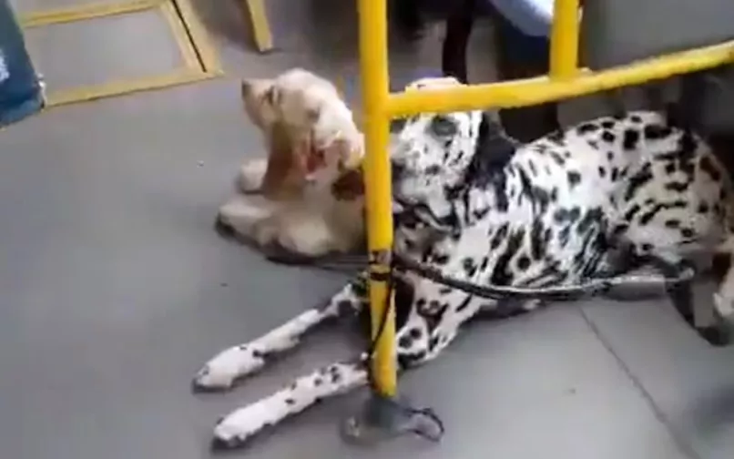 Mascotas de pasajero de SITP en Bogotá