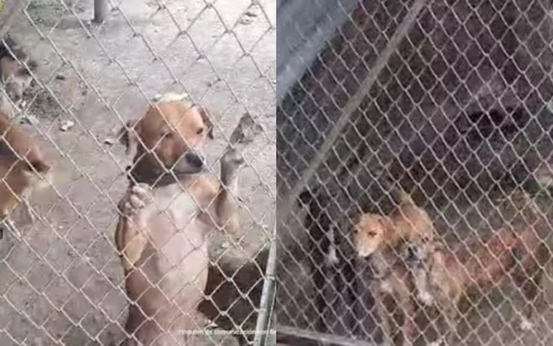 maltrato animal en cali