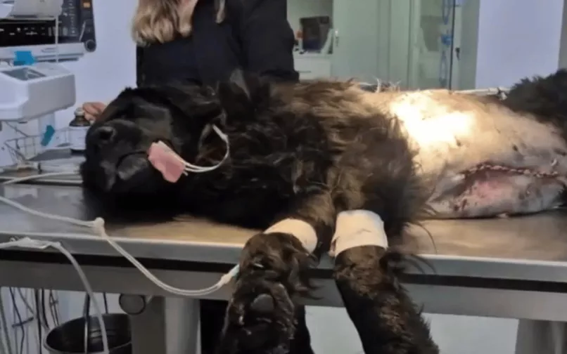 Perro baleado boyacá