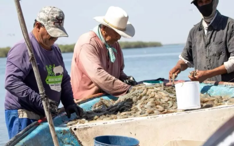 Pescadores del Pacífico colombiano reciben información de la AUNAP regional Cali sobre la veda anual de camarón y la importancia de proteger los recursos pesqueros.