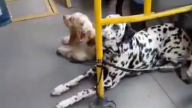 Mascotas de pasajero de SITP en Bogotá