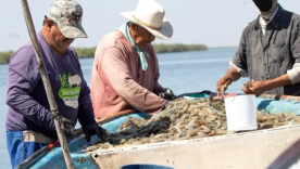 Pescadores del Pacífico colombiano reciben información de la AUNAP regional Cali sobre la veda anual de camarón y la importancia de proteger los recursos pesqueros.