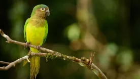 Captura en flagrancia por comercialización de aves silvestres