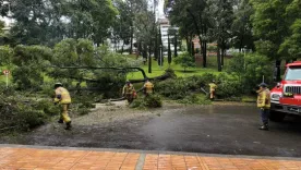 Caída árbol 7ma