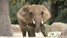 elefanta-Ely