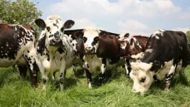 Vacas Colombia