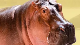 Vanessa, la hipopótamo