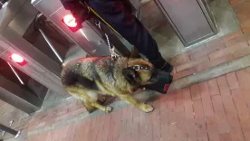 perro en transmilenio