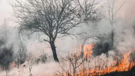 INCENDIO FORESTAL 29 ENERO