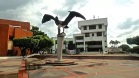 arauca arauca 25