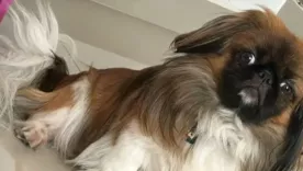 Perrito Maxi