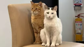 Bienestar animal