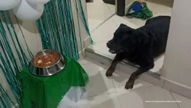 Perrito "Aquiles"