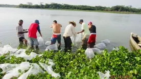 La Aunap lideró en Tenerife una jornada de repoblamiento con la siembra de 500.000 alevinos de bocachico