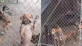 maltrato animal en cali