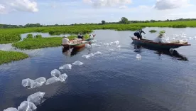 Jornadas de siembra de alevinos