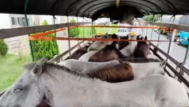 Caballos rescatados en Silvania