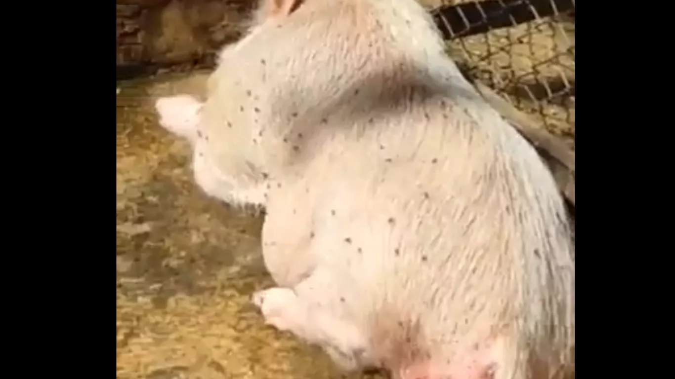 maltrato cerdito