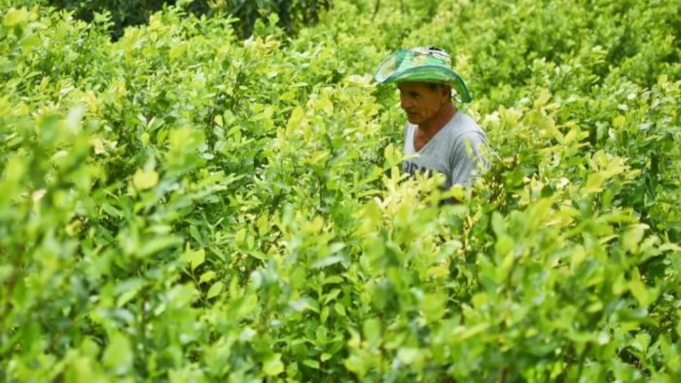 Cultivos Coca2