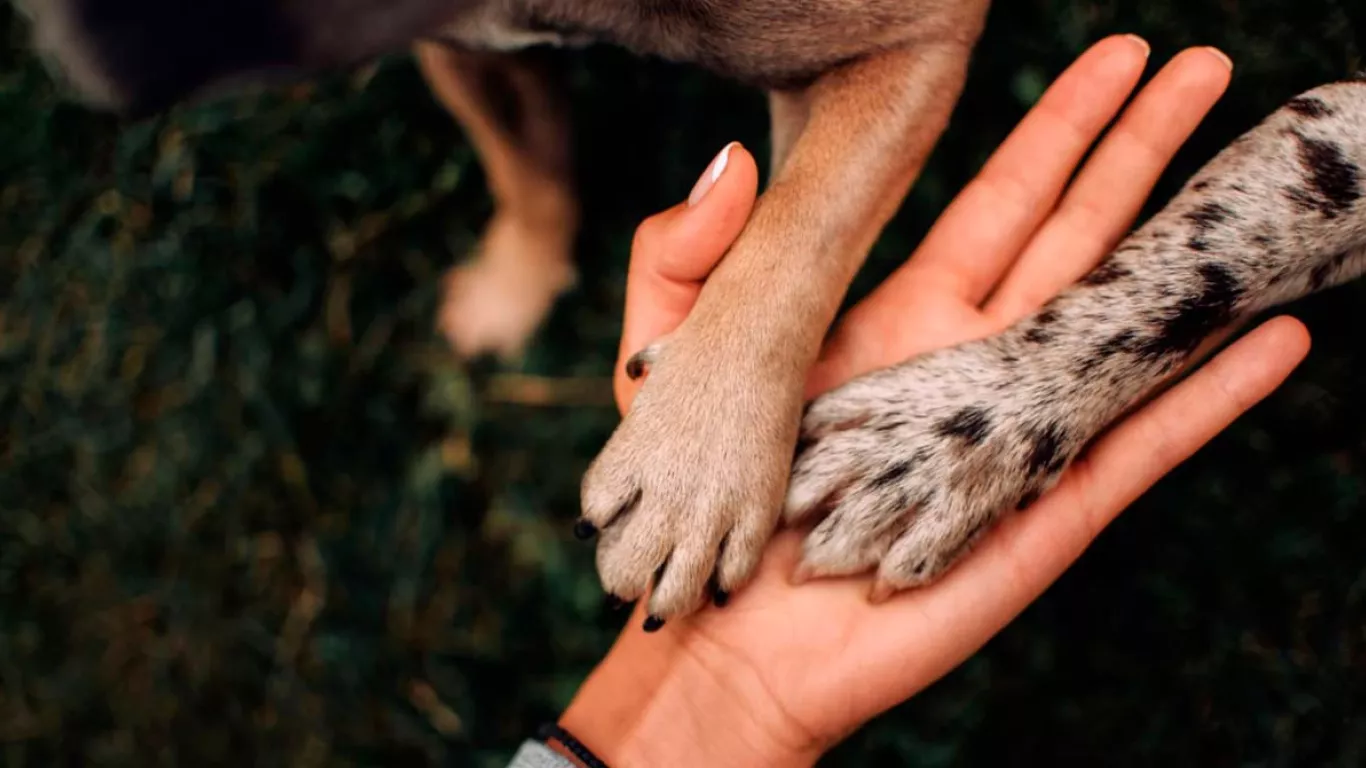 hombre que asesinó a su perrita 