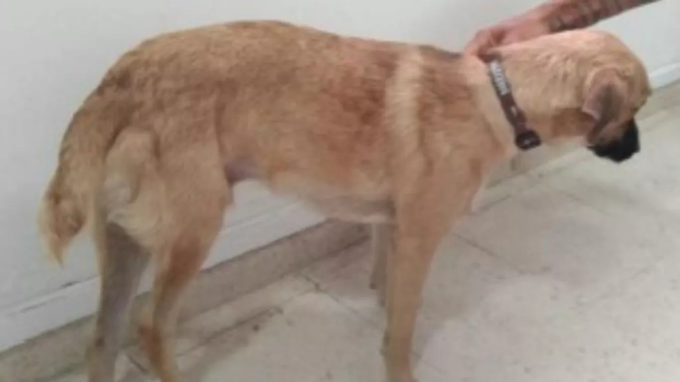 Acción de la justicia por maltrato a caballo y perro