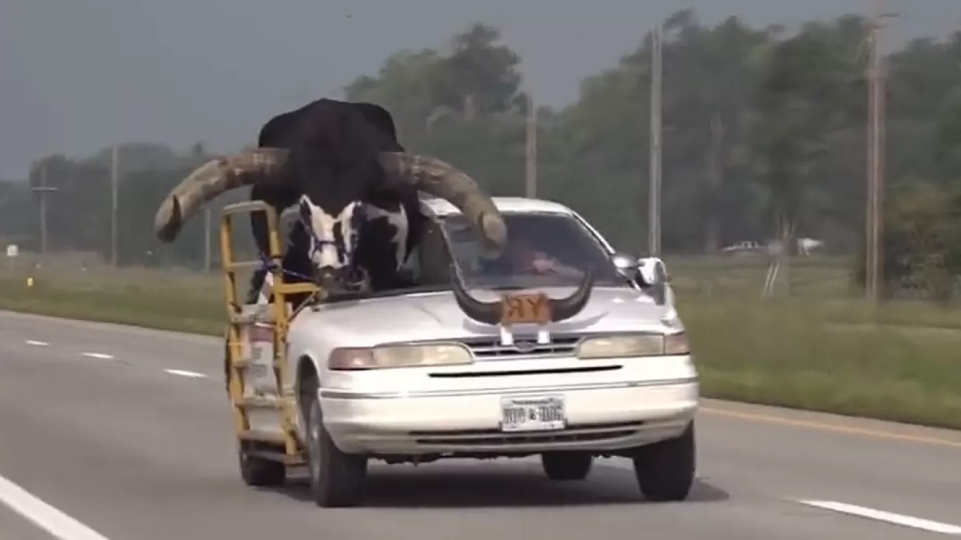 Toro en carro