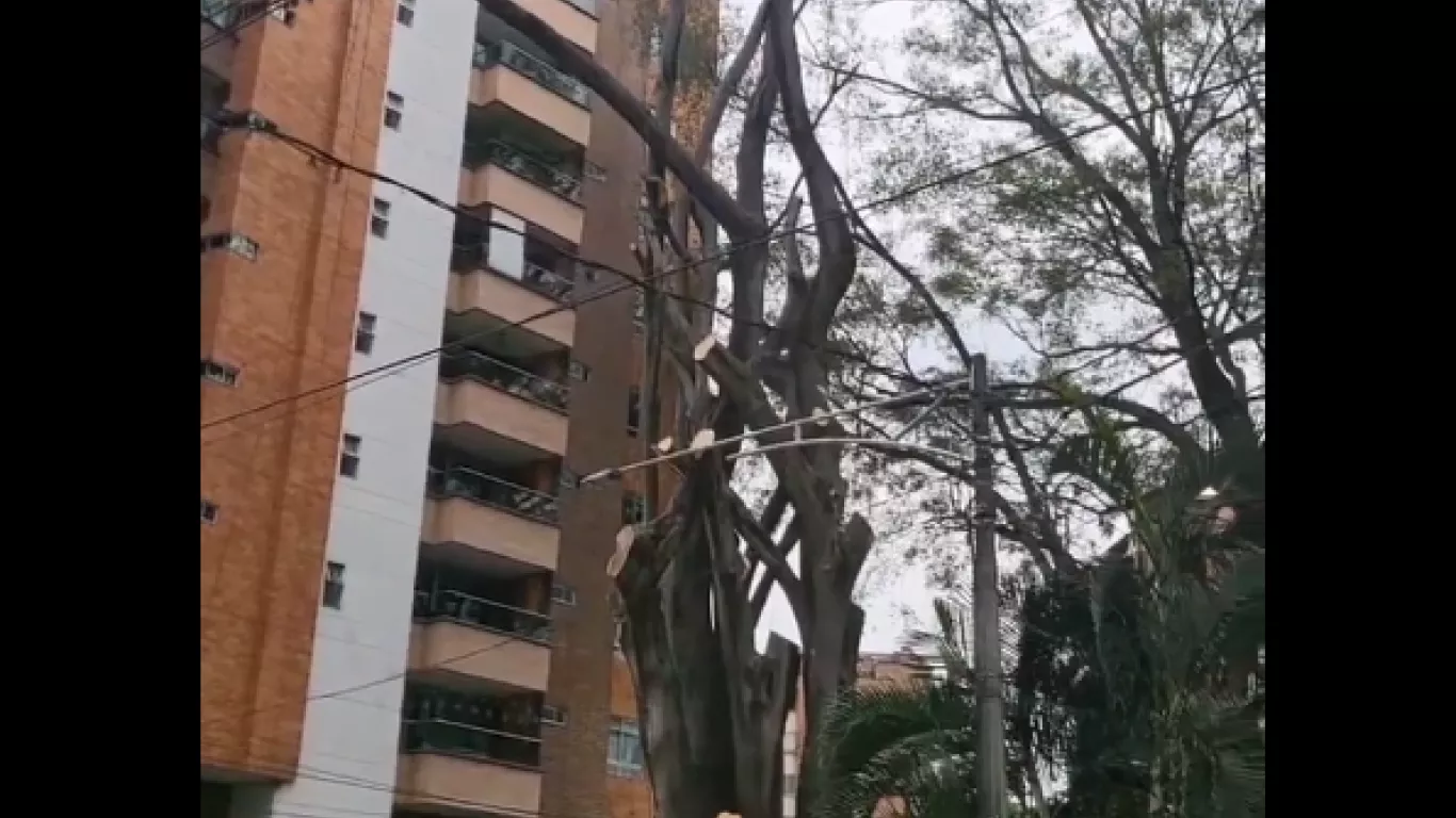 Árbol Medellín