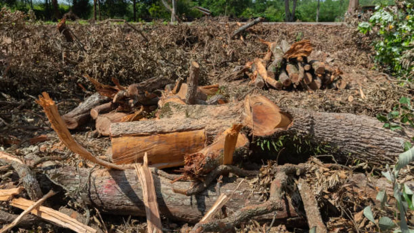 DEFORESTACIÓN ABRIL