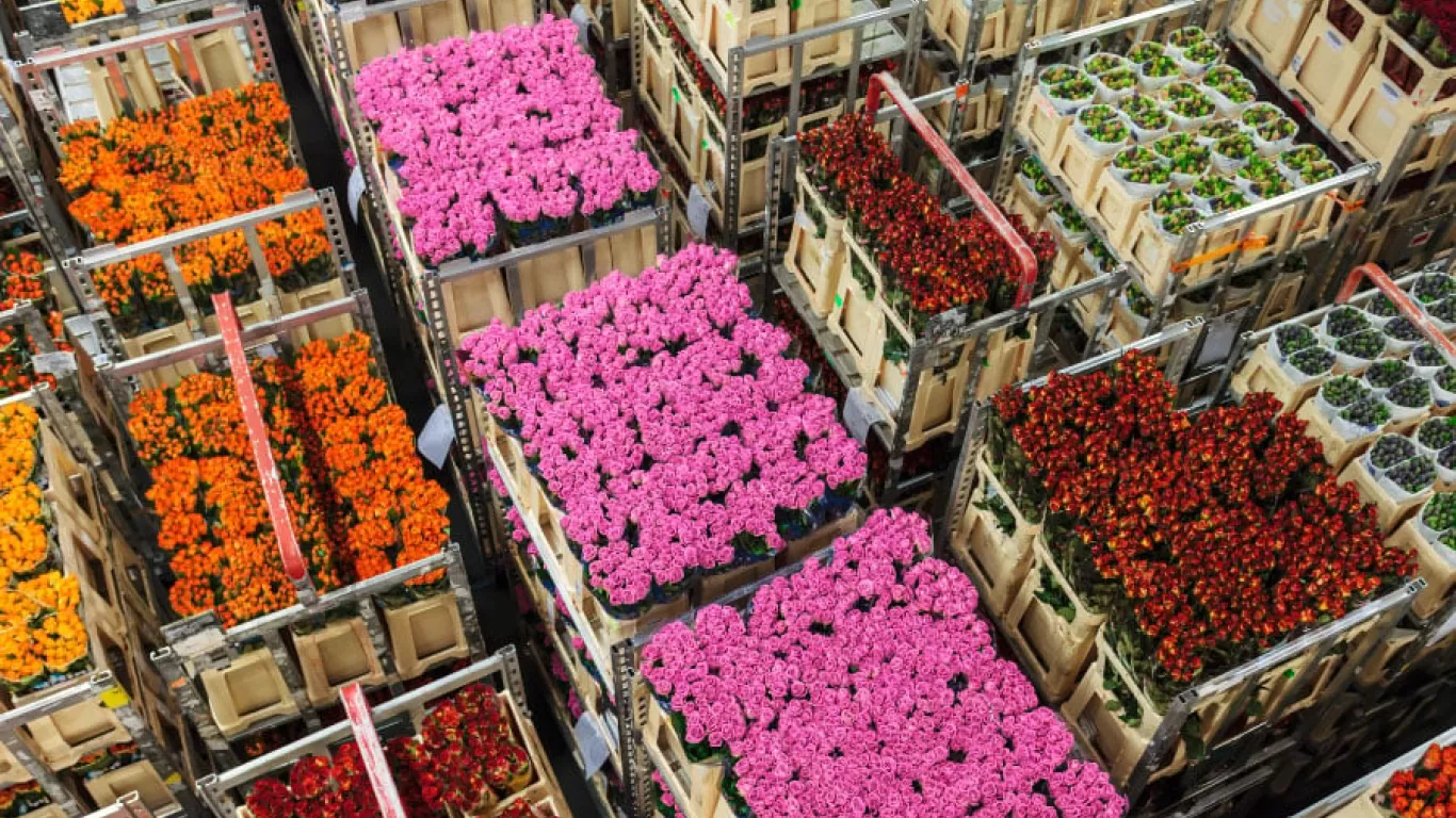 Día de la Madre Exportaciones de flores colombianas aumentaron un 15