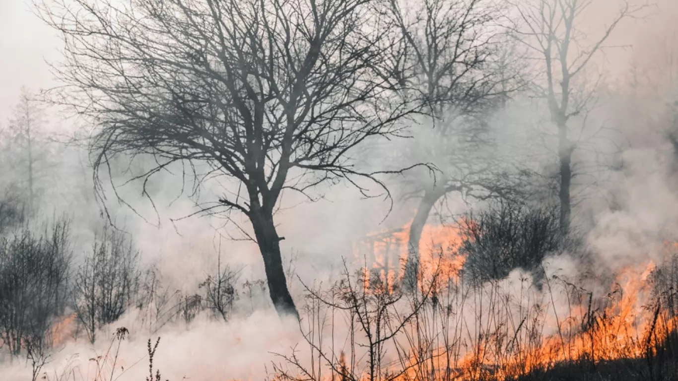 INCENDIO FORESTAL 29 ENERO