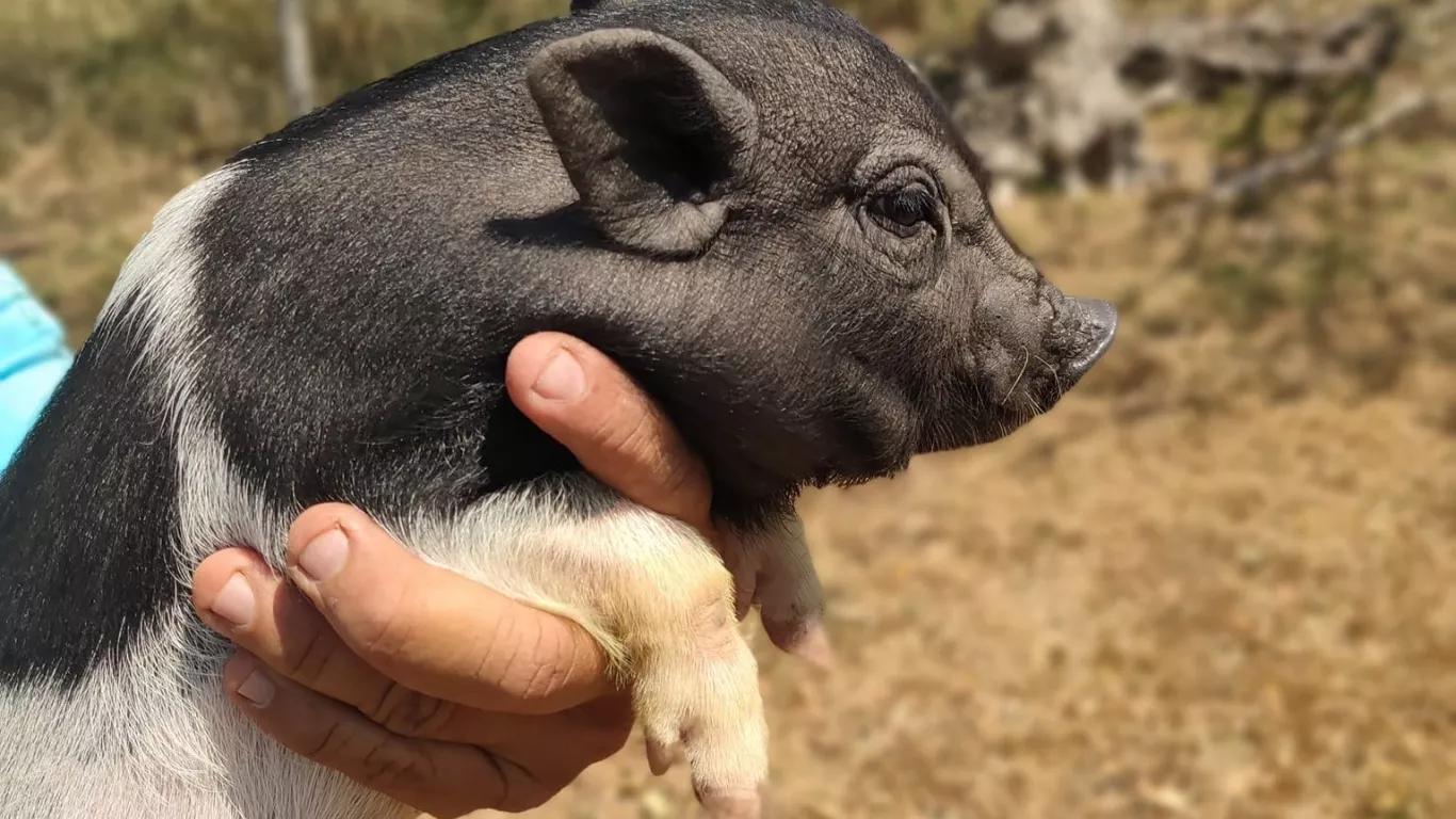 minipig pereira 