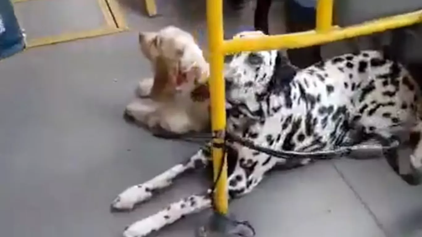 Mascotas de pasajero de SITP en Bogotá