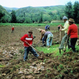 Campesino tierra