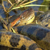 La anaconda mide 6,3 metros y pesa más de 200 kilos