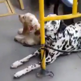 Mascotas de pasajero de SITP en Bogotá