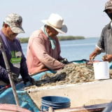 Pescadores del Pacífico colombiano reciben información de la AUNAP regional Cali sobre la veda anual de camarón y la importancia de proteger los recursos pesqueros.